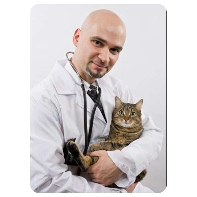 Vet Holding a Rescue Cat for BMD Cat Welfare