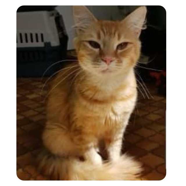 WeeWilly - Emergency Cat Rescue Hoarder Situation