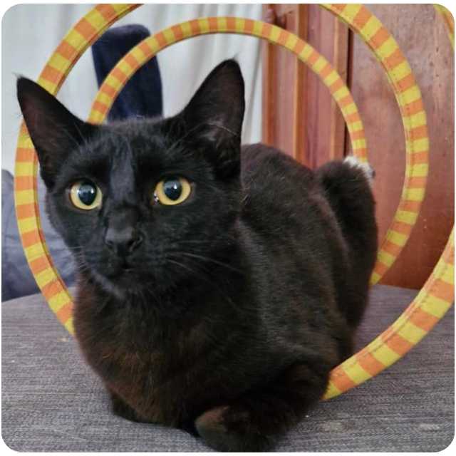 Adopt rescue cat Willow
bmdcatwelfare.com.au Adopt rescue cat Willow bmdcatwelfare.com.au