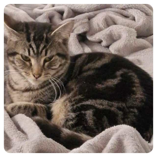 Cat Adoption Happy Endings for Rescue Cat Tabby Winston Cat Adoption Happy Endings for Rescue Cat Tabby Winston