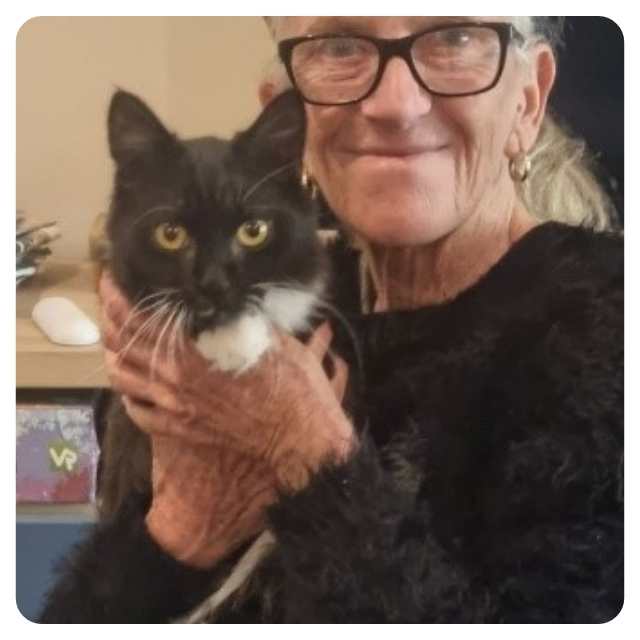 Cat Adoption Happy Endings for Rescue Cat Tuxedo Winston Cat Adoption Happy Endings for Rescue Cat Tuxedo Winston