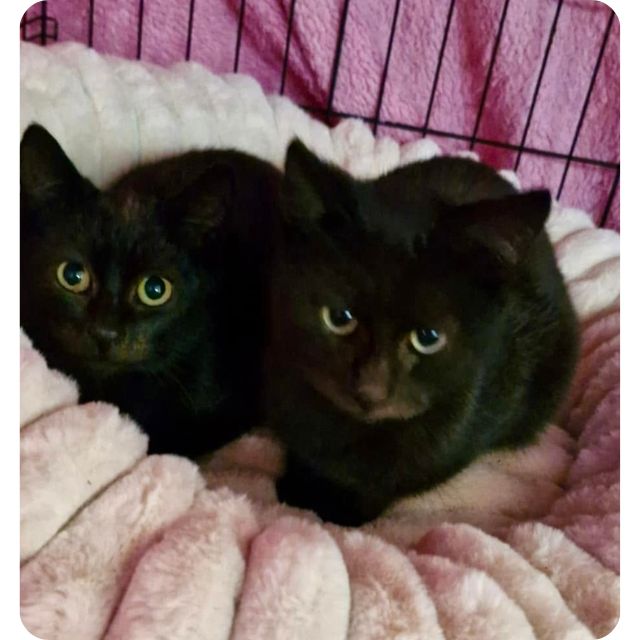 BMD Newsletter Winter 2026
Zoro and Shadow