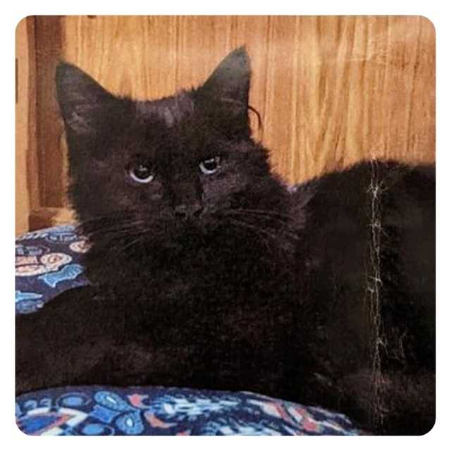 Happy Ending Cat Adoption Story Wolfe Happy Ending Cat Adoption Story Wolfe