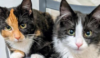 Pecan and Truman early days