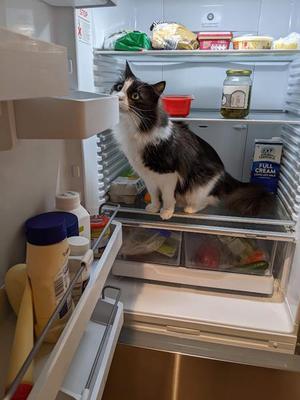 No cat food here buddy!