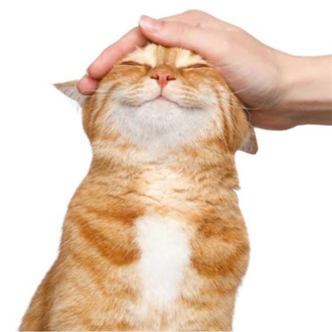 Happy Cat BMD Cat Welfare