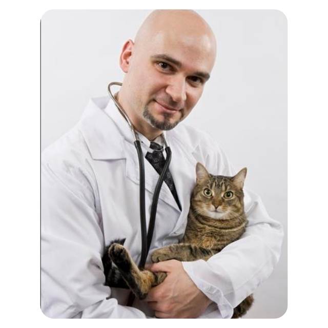 Rescue Cat with Vet