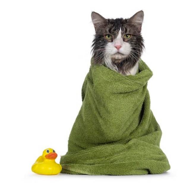 Rescue Cat Wrapped up Rescue Cat Wrapped up