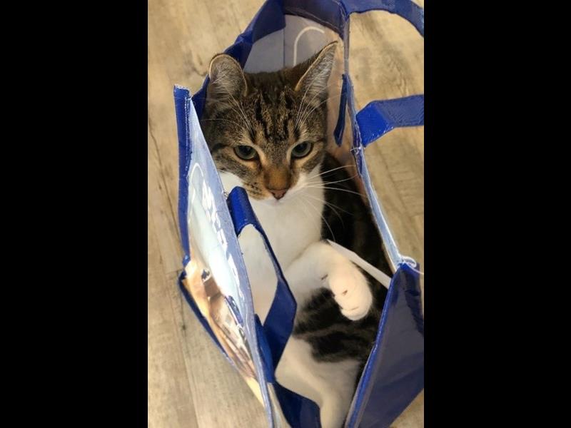 BMD Cat Welfare Newsletter May 2023