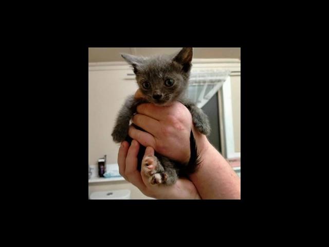 Cat rescue baby bmdcatwelfare.com.au Cat rescue baby bmdcatwelfare.com.au