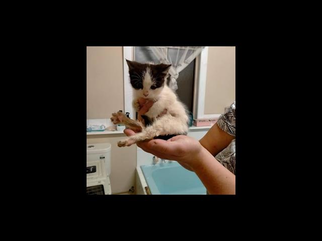 Cat rescue baby bmdcatwelfare.com.au rescuebaby4.jpg