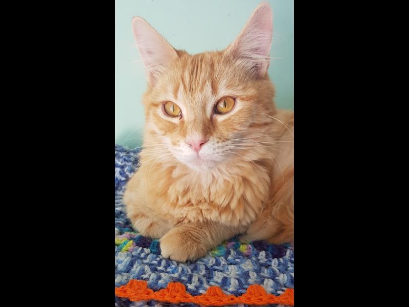 Help rescue cat Rocky 
bmdcatwelfare.com.au Help rescue cat Rocky bmdcatwelfare.com.au