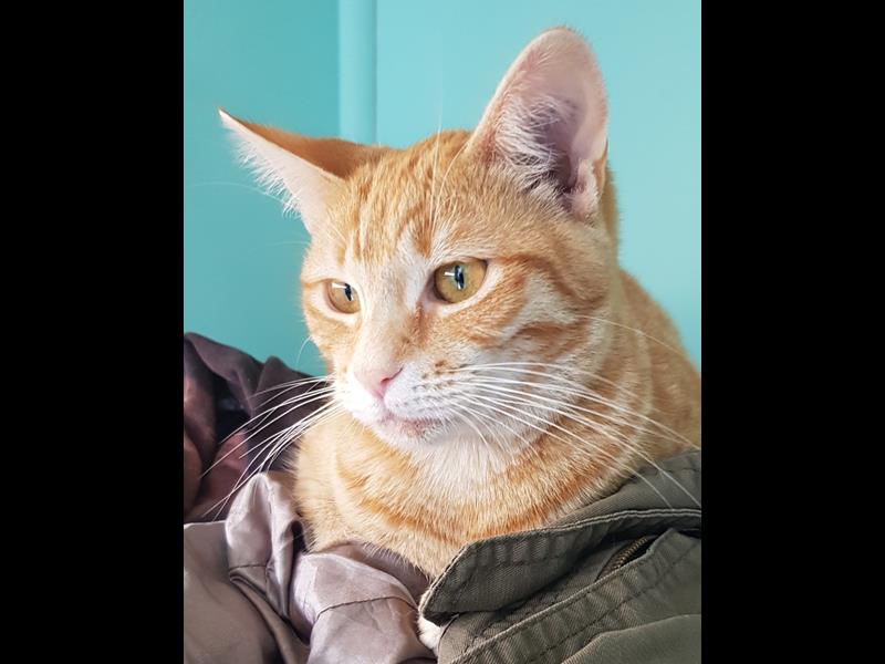 Help rescue cat Rocky 
bmdcatwelfare.com.au Help rescue cat Rocky 
bmdcatwelfare.com.au