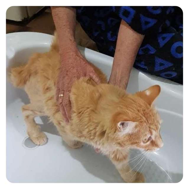 Rocky - Emergency Cat Rescue Hoarder Situation