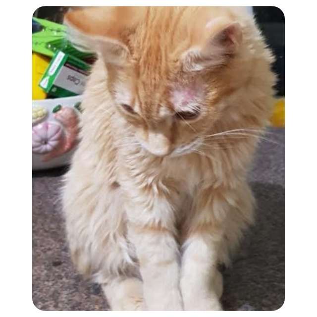 Rocky - Emergency Cat Rescue Hoarder Situation Rocky - Emergency Cat Rescue Hoarder Situation