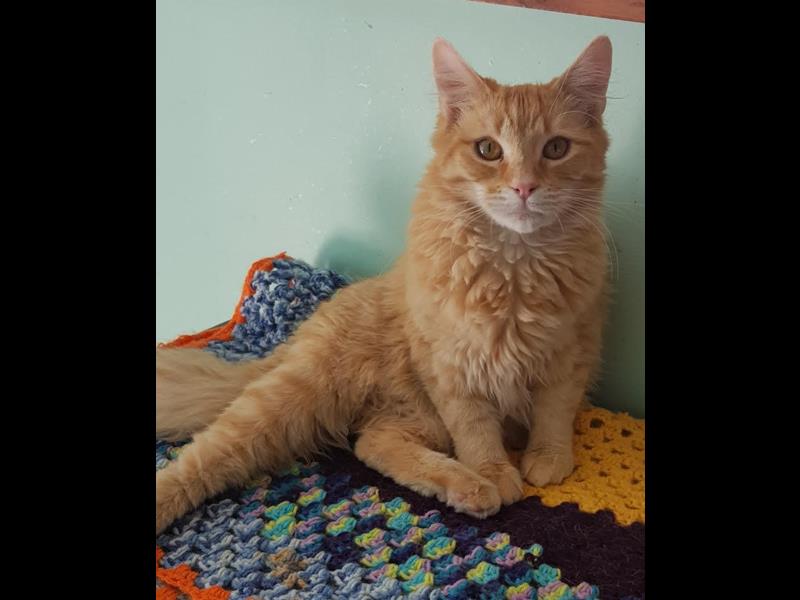 Help rescue cat Rocky 
bmdcatwelfare.com.au Help rescue cat Rocky bmdcatwelfare.com.au