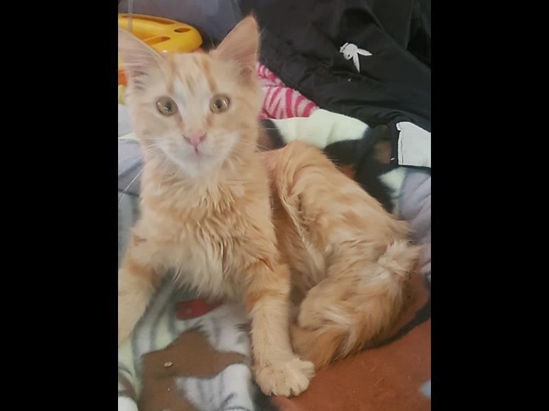 BMD Cat Welfare Newsletter May 2023 BMD Cat Welfare Newsletter May 2023