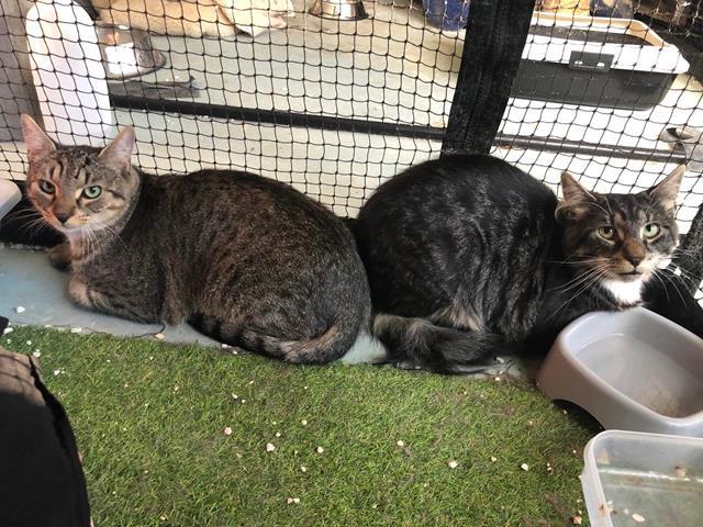 Bonded Pair - Teddy and Tinker Bonded Pair - Teddy and Tinker