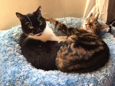 Tony and Holly Rescue Cats